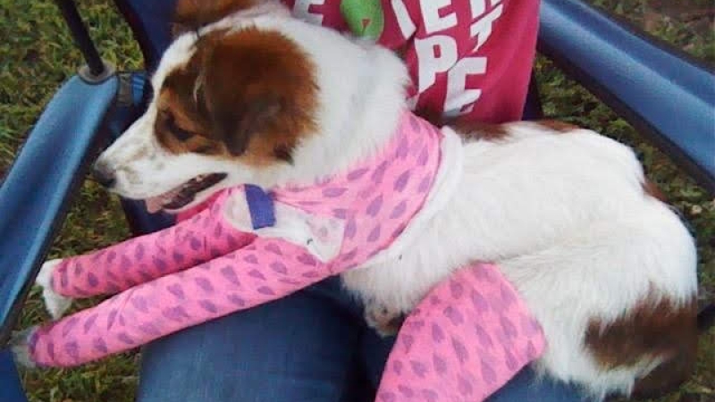 Pixie across Jennifer her foster mom's lap outdoors, wearing bright pink patterned casts on her front and back legs.