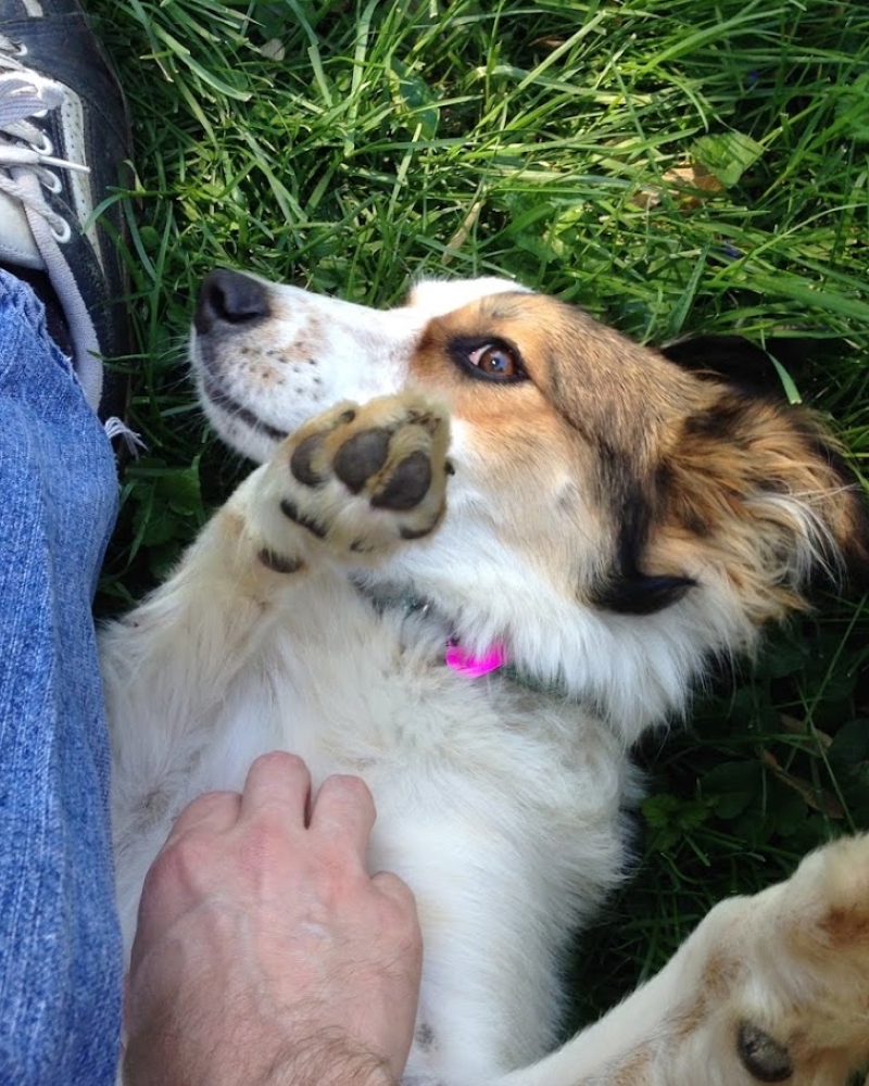 Pixie lies on her back in the grass with one paw raised while Scott scratches her chest.