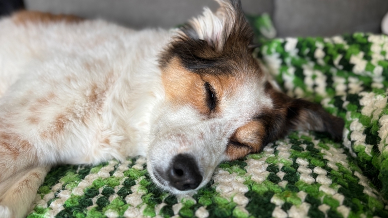Pixie sleeps on her side in a close-up shot, her face relaxed against a green-and-white textured blanket.