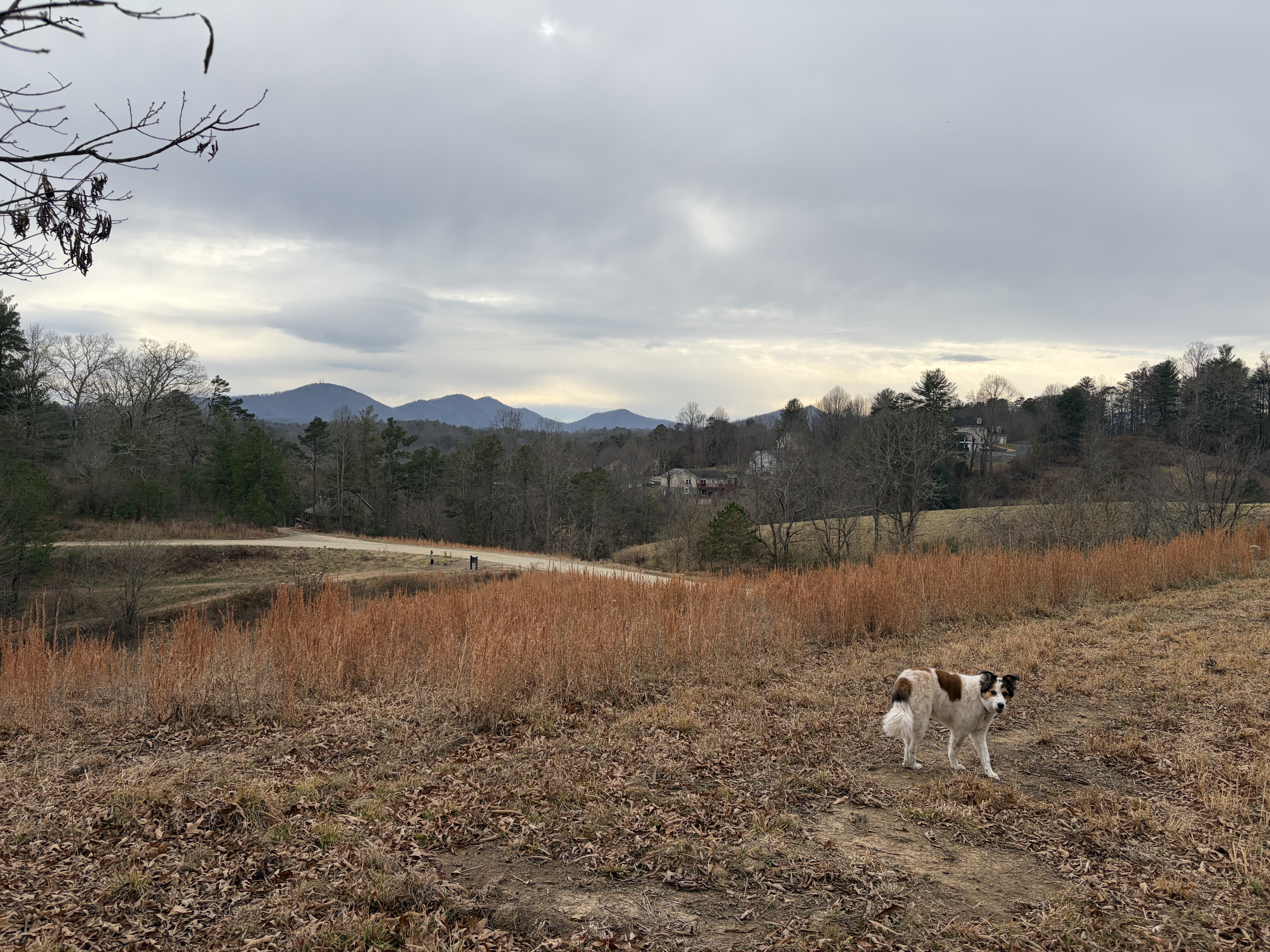 Pixie, a white-and-brown dog, walks along a grassy hillside with dry orange brush in the foreground and distant blue mountains under a cloudy winter sky.